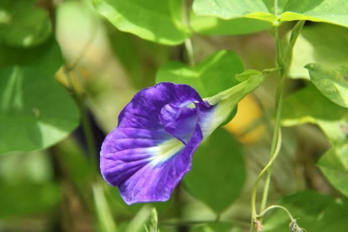 蝶豆花的天然花青素用途与种植方法-打造家庭天然染色剂-东方美食