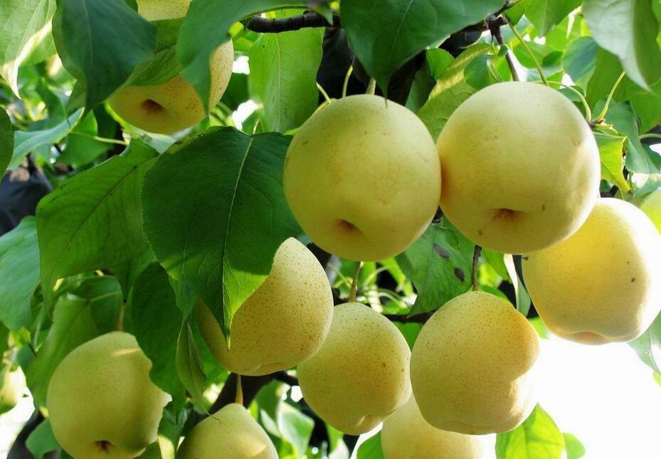 探秘梨的营养和种植：从种子到果实，打造高效产业化加工供应链-东方美食